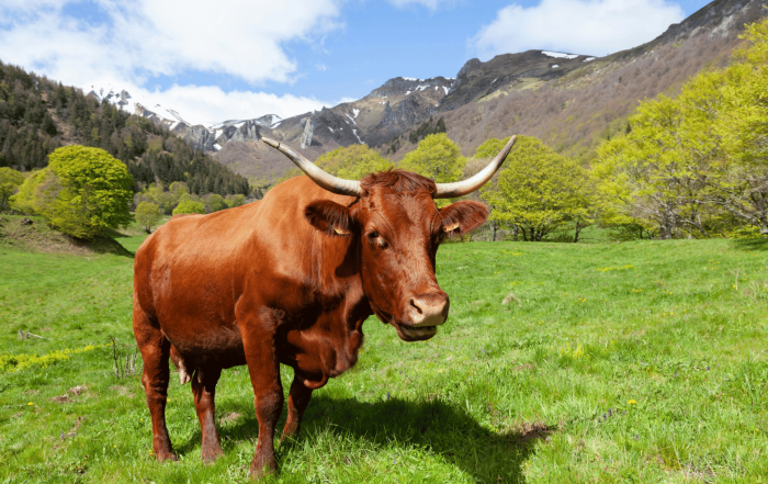 une vache au milieu d'un paysage montagneux du cantal