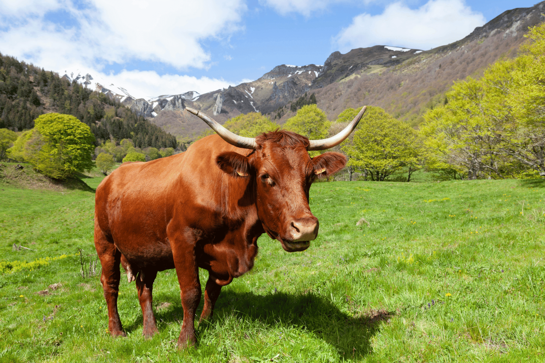 une vache au milieu d'un paysage montagneux du cantal