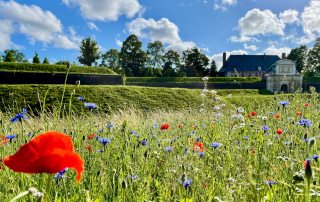 Arras