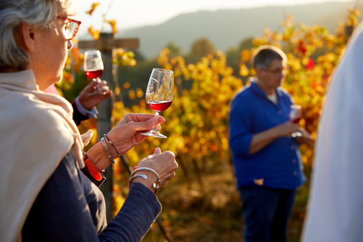 Dégustation dans les vignes à Beaune