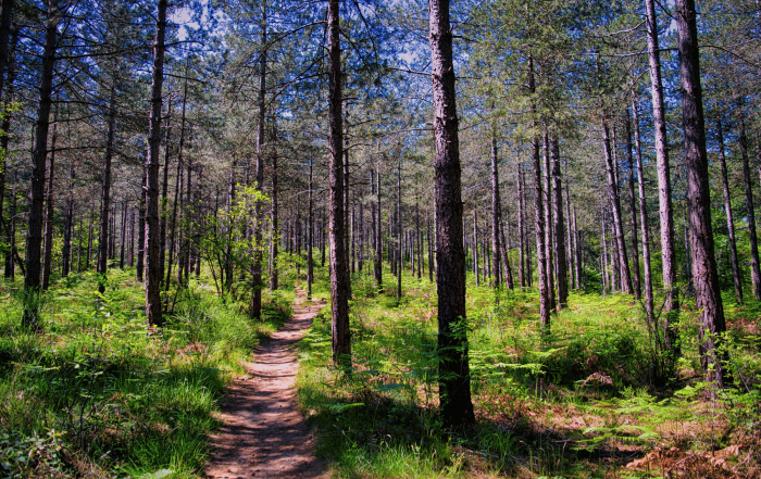 les forêts accessibles depuis paris en pass navigo