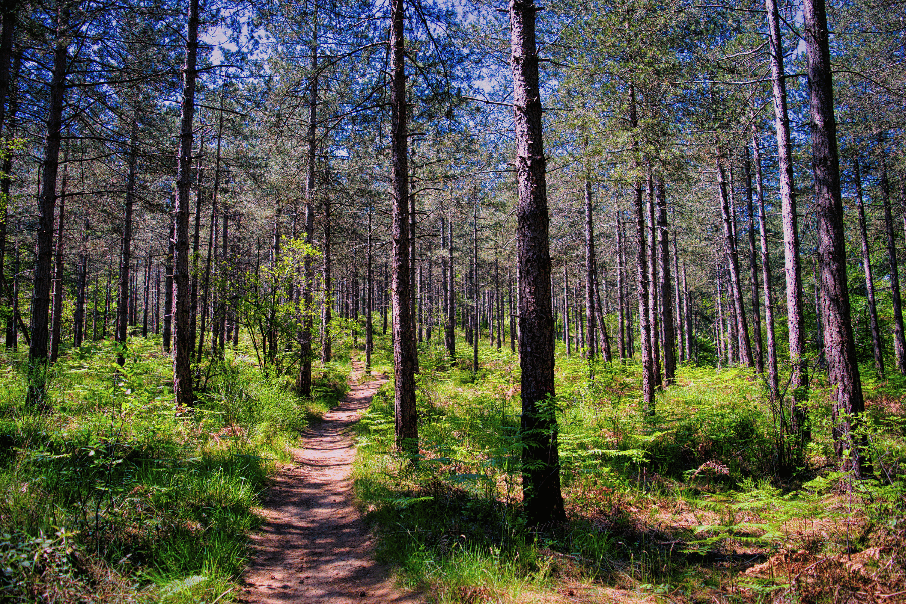 les forêts accessibles depuis paris en pass navigo