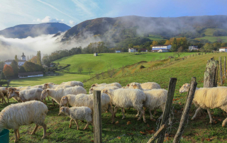 Troupeau de Brebis, brouttant l'herbe verte de la vallée