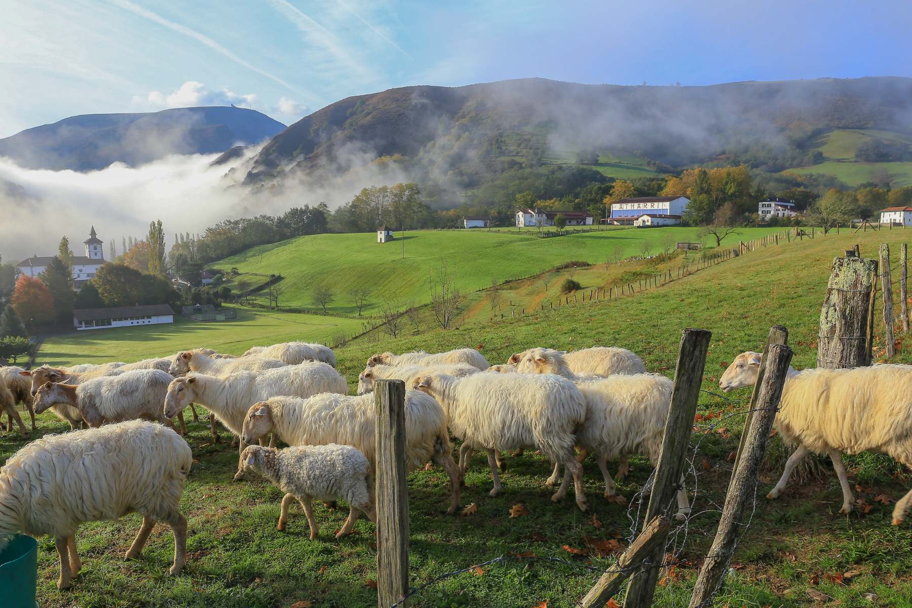 Troupeau de Brebis, brouttant l'herbe verte de la vallée