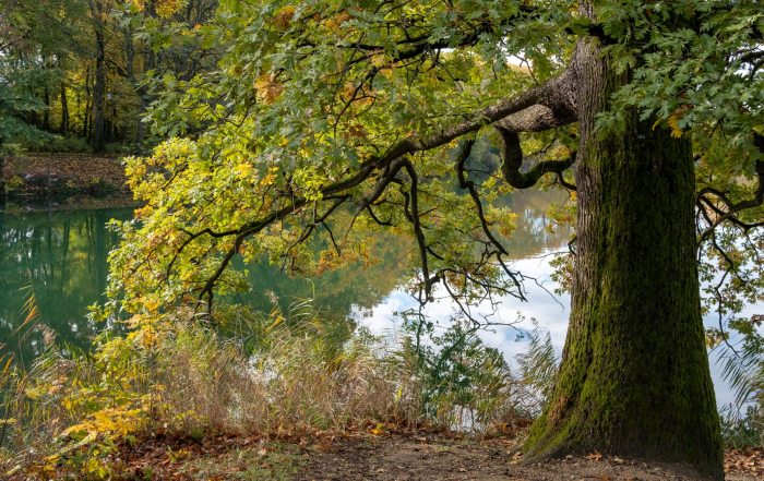 Un arbre près d'un lac, itinéraire de randonnée