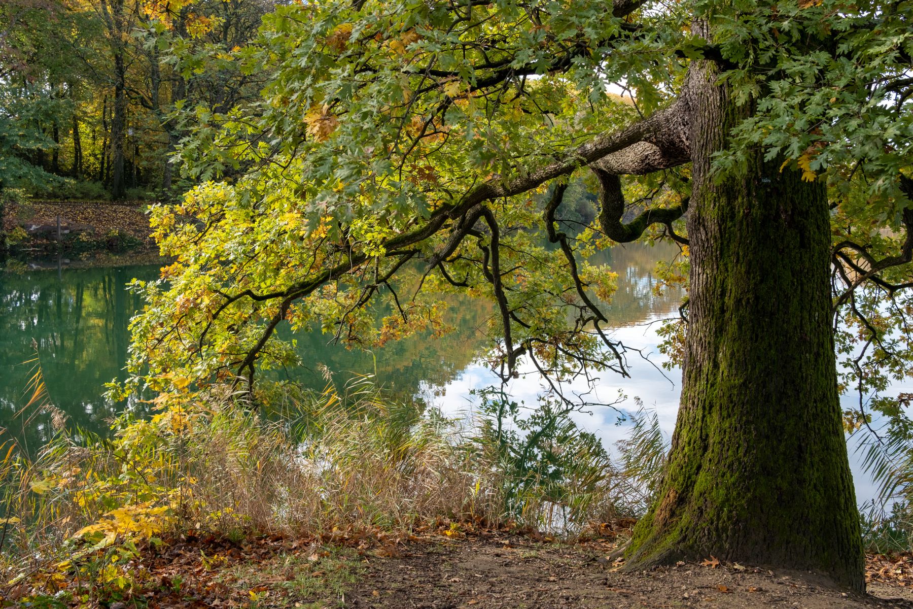 Un arbre près d'un lac, itinéraire de randonnée