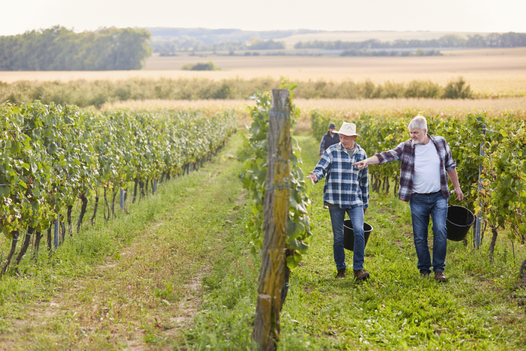 des agriculteurs qui font les vendanges dans leur vignoble