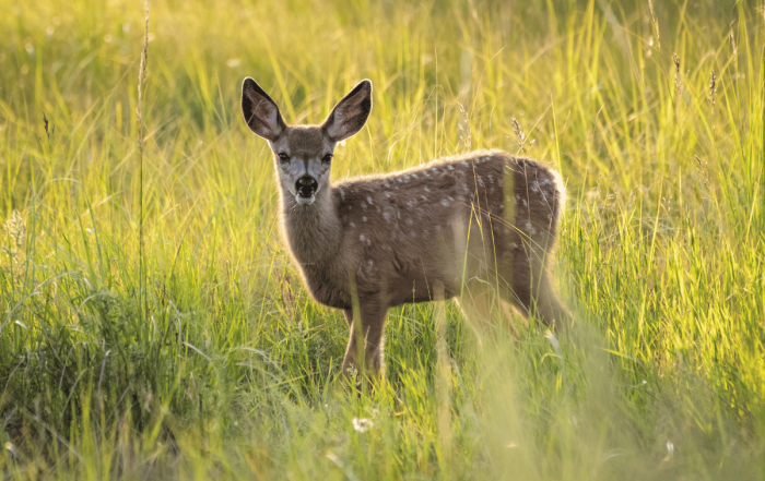 une biche dans un champ en campagne qui est en train d'être observée