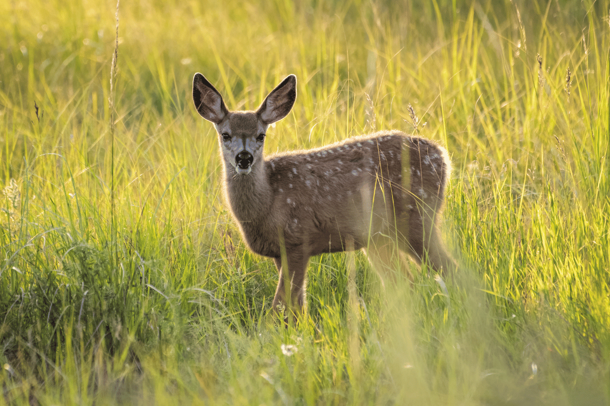 une biche dans un champ en campagne qui est en train d'être observée