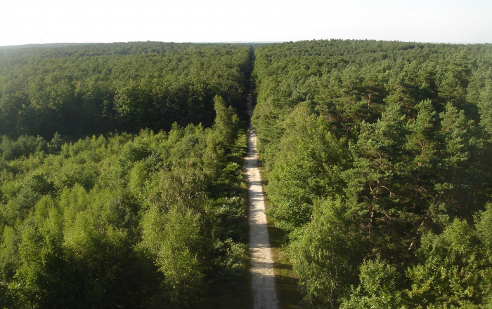 Forêt d'Orléans depuis Les Caillettes