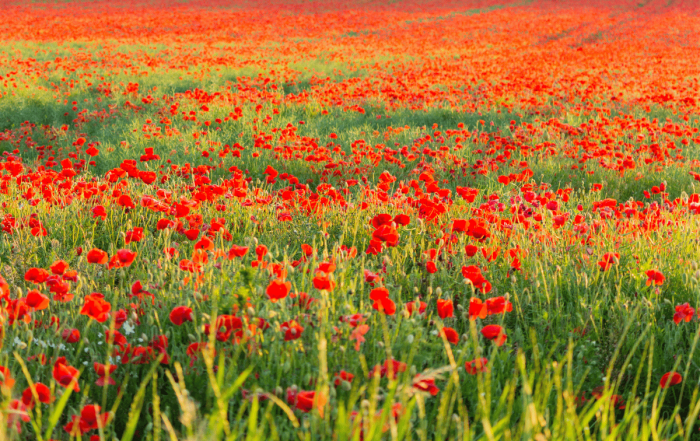 un grand champ avec des coquelicots à perte de vue