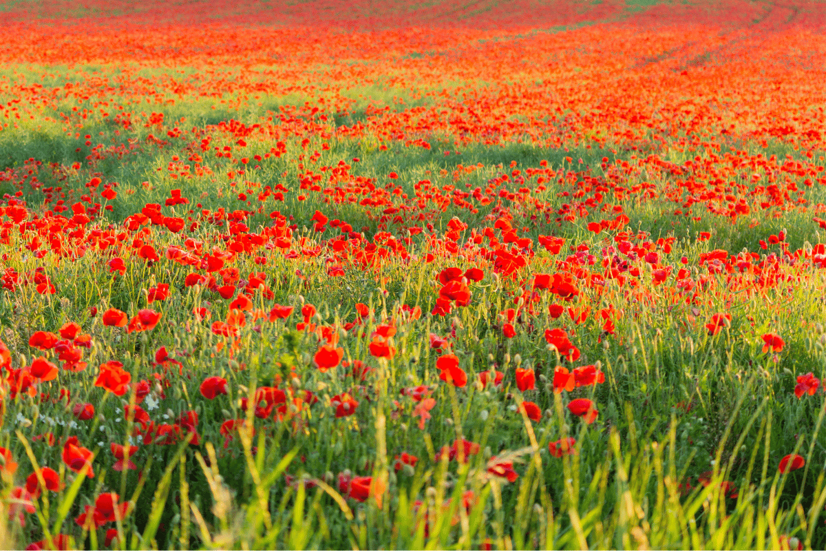 un grand champ avec des coquelicots à perte de vue