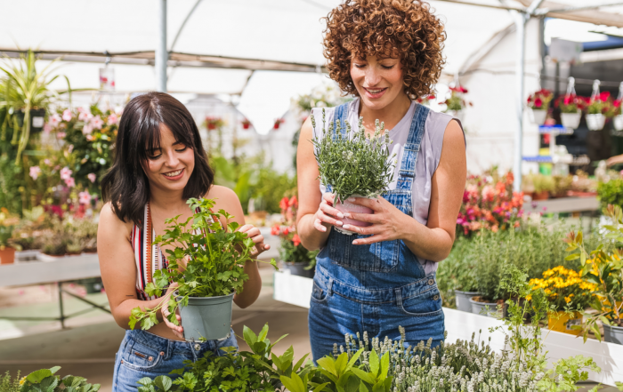 Vente de plantes sous serre