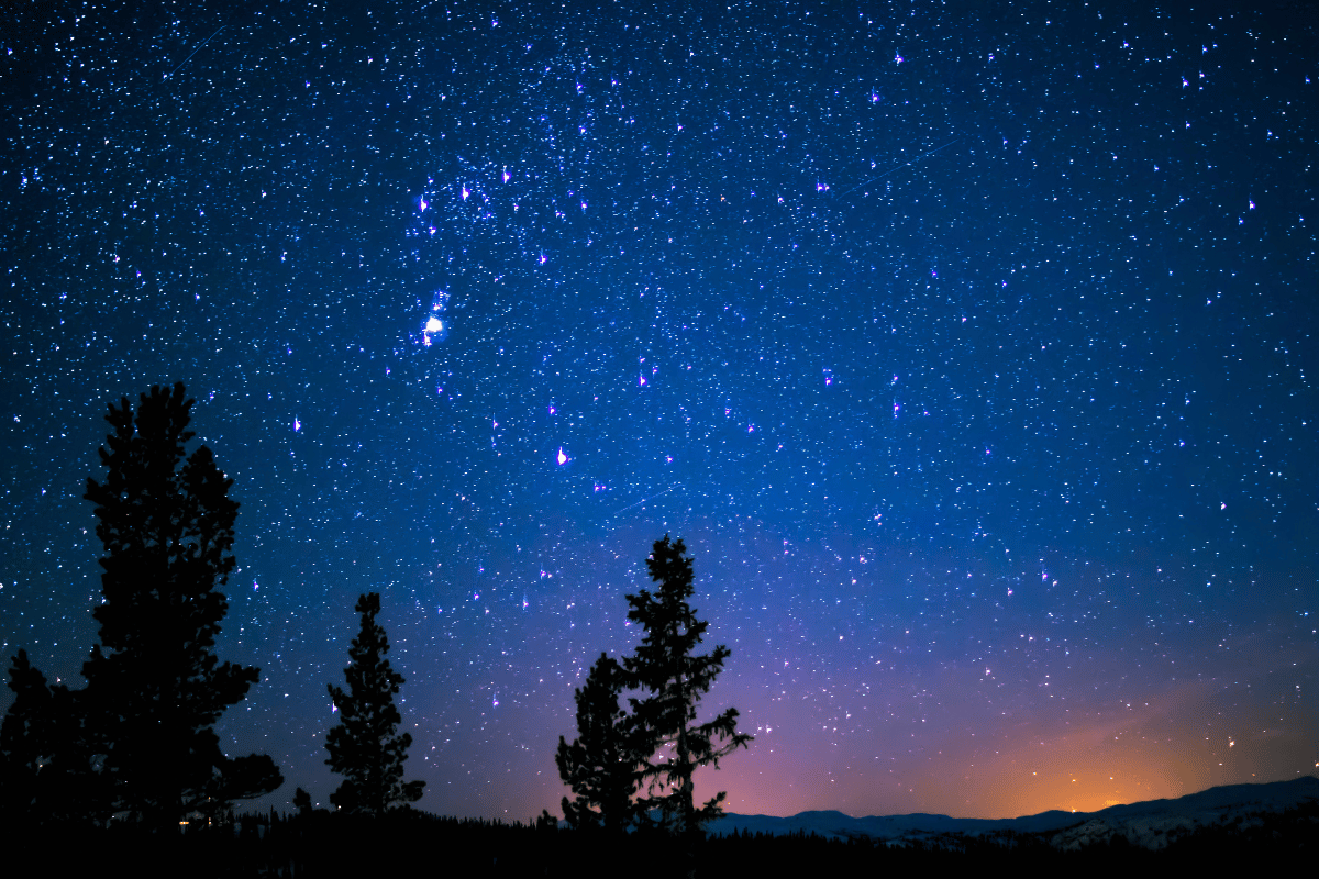 ciel étoilés avec la silhouette des arbres