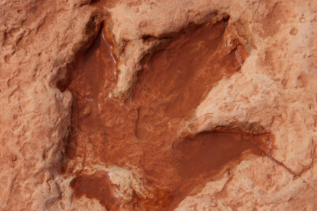 emprunte de dinosaure