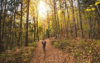 Forêt automnale