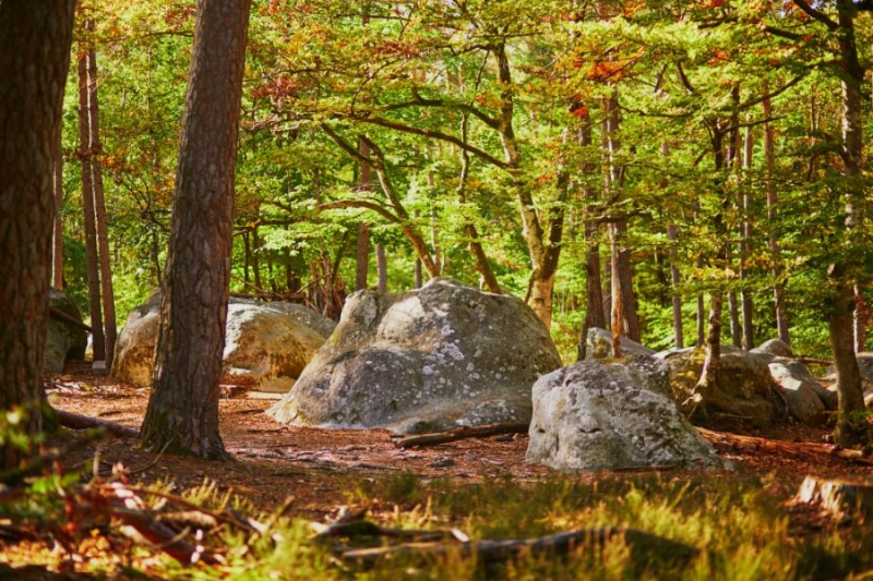 Forêt automnale
