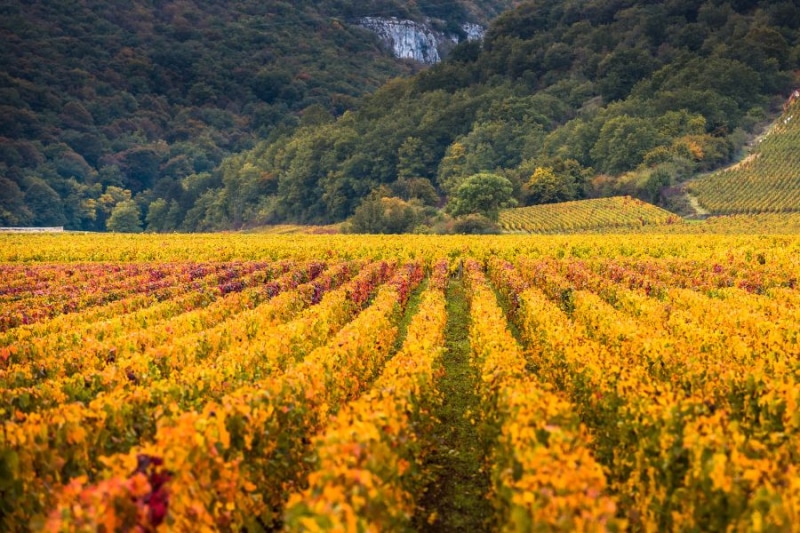Vignes de Bourgogne
